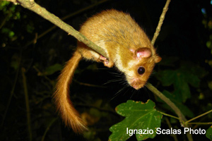 Moscardino, foto