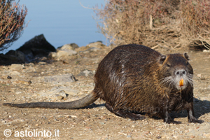 Nutria (Myocastor coypus), foto di esempio dell'animale.