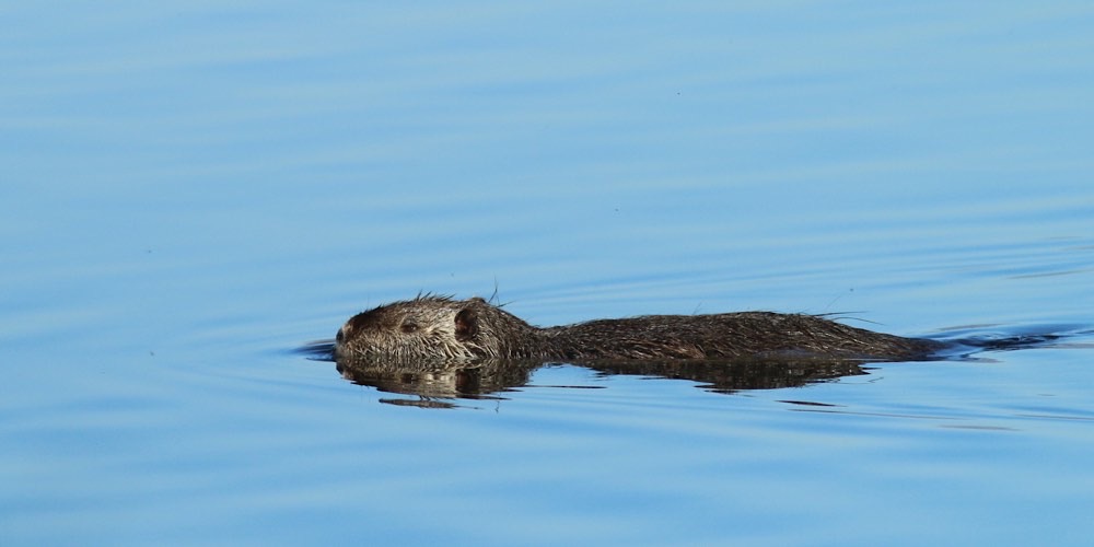 Nutria (Myocastor coypus)