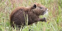 Nutria, foto