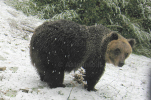 Orso bruno (Ursus arctos), foto di esempio dell'animale.