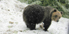 Orso bruno, foto