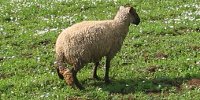Pecora, immagine. Pecora, foto