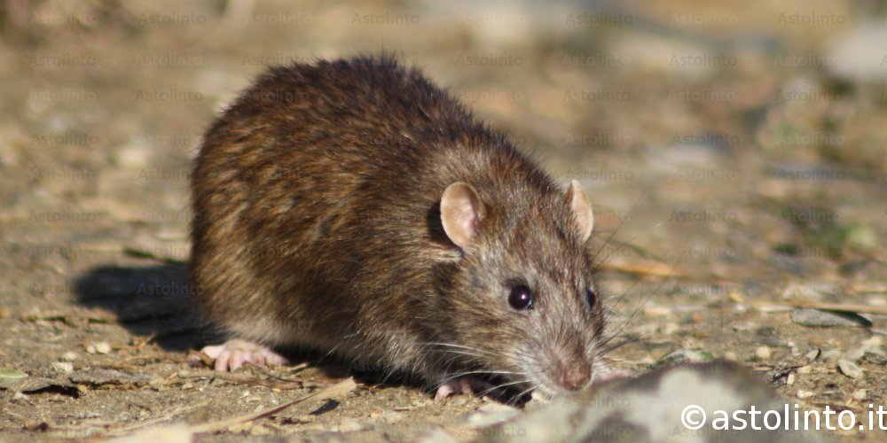 Ratto delle chiaviche (Rattus norvegicus), foto di esempio dell'animale.