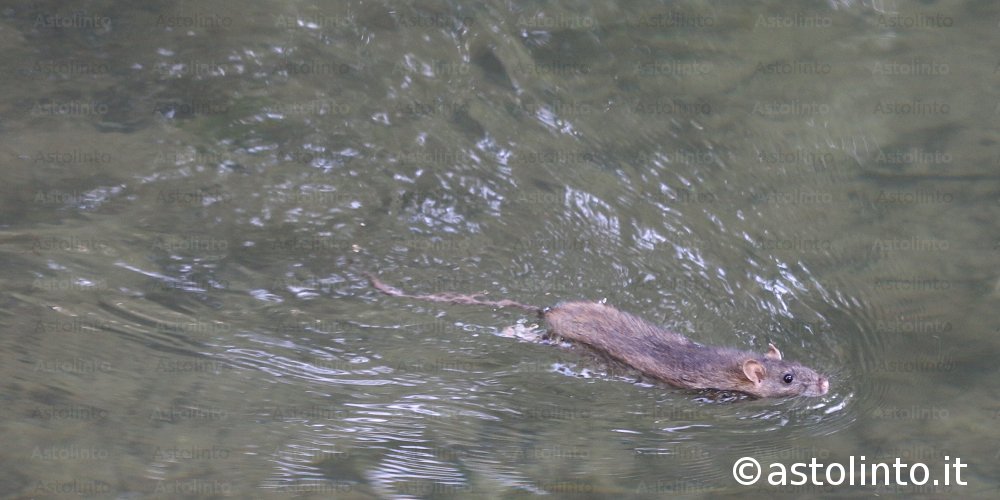 Ratto delle chiaviche (Rattus norvegicus)