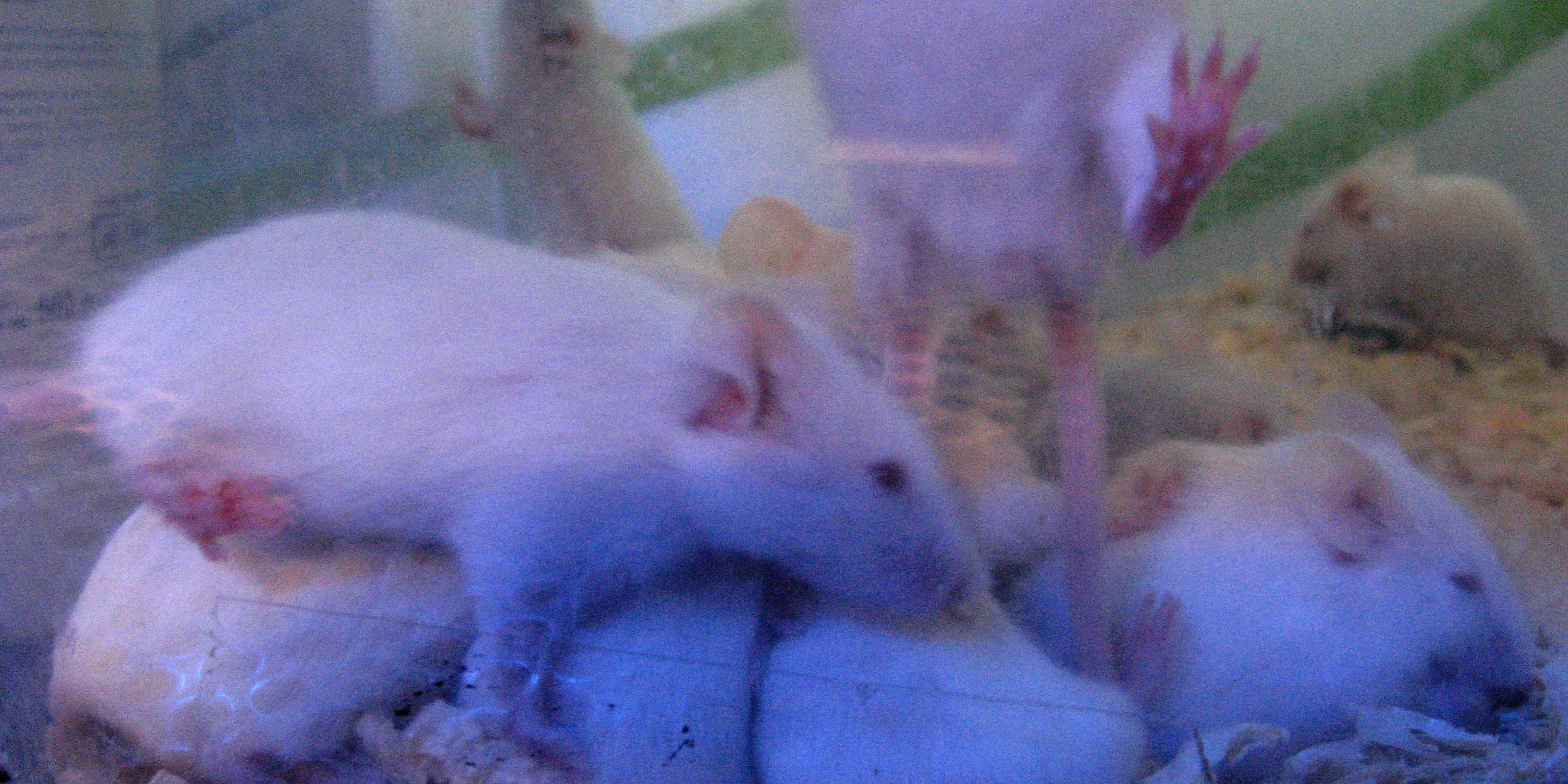 Ratto delle chiaviche (Rattus norvegicus)