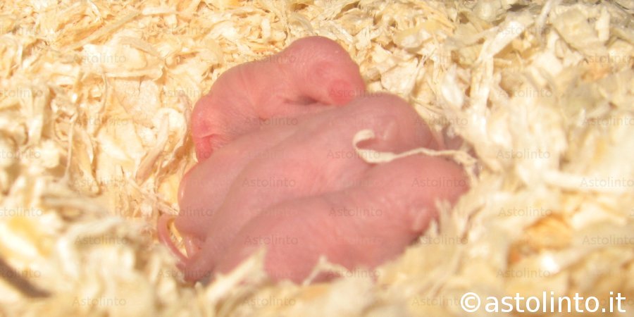 Ratto delle chiaviche (Rattus norvegicus)