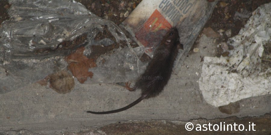 Ratto delle chiaviche (Rattus norvegicus)