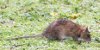 Ratto delle chiaviche, foto