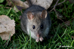 Ratto nero (Rattus rattus), foto di esempio dell'animale.