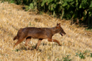 Sciacallo dorato (Canis aureus), foto di esempio dell'animale.