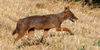 Sciacallo dorato, foto