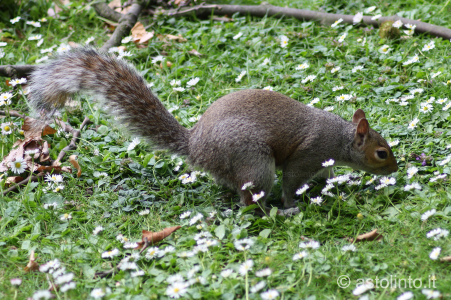 Scoiattolo grigio (Sciurus carolinensis), foto di esempio dell'animale.