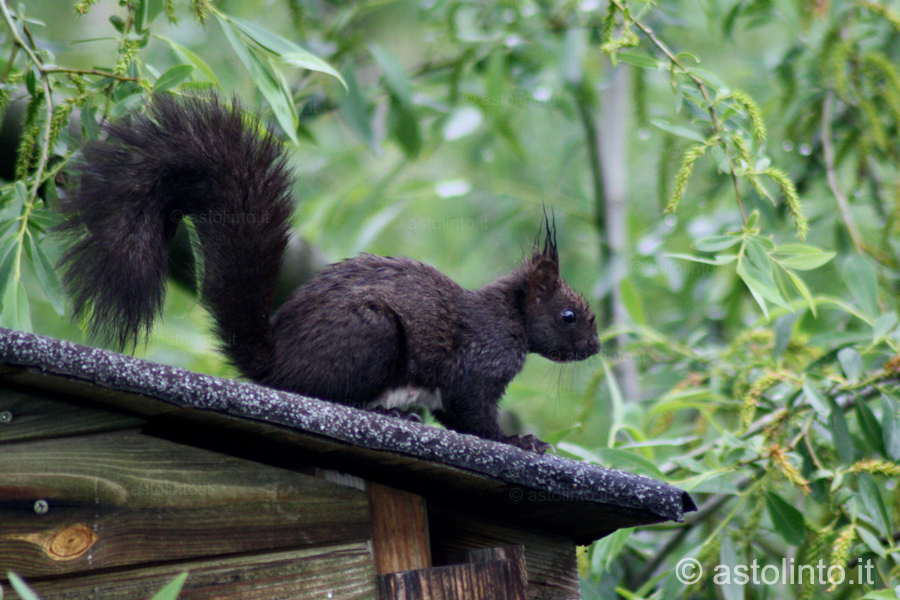 Scoiattolo meridionale (Sciurus meridionalis), foto di esempio dell'animale.