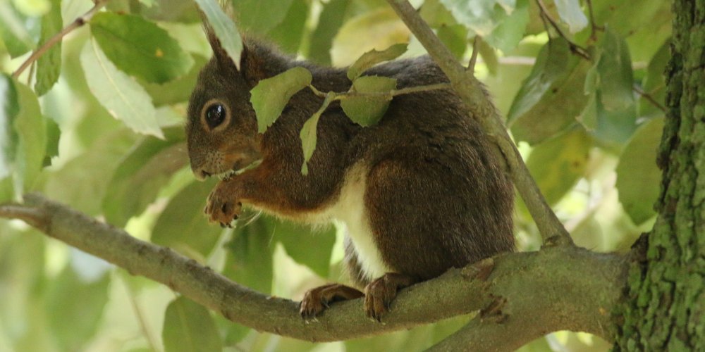 Scoiattolo rosso (Sciurus vulgaris)
