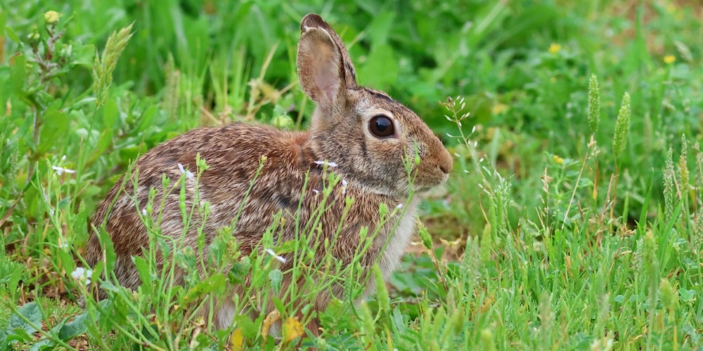 Silvilago orientale (Sylvilagus floridanus), foto di esempio dell'animale.