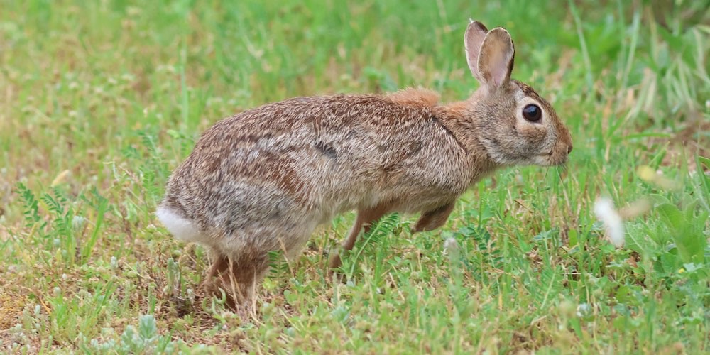 Silvilago orientale (Sylvilagus floridanus)