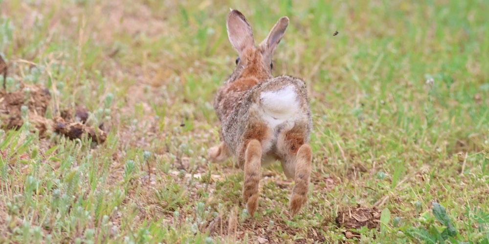 Silvilago orientale (Sylvilagus floridanus)