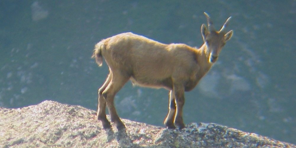 Stambecco alpino (Capra ibex), foto di esempio dell'animale.