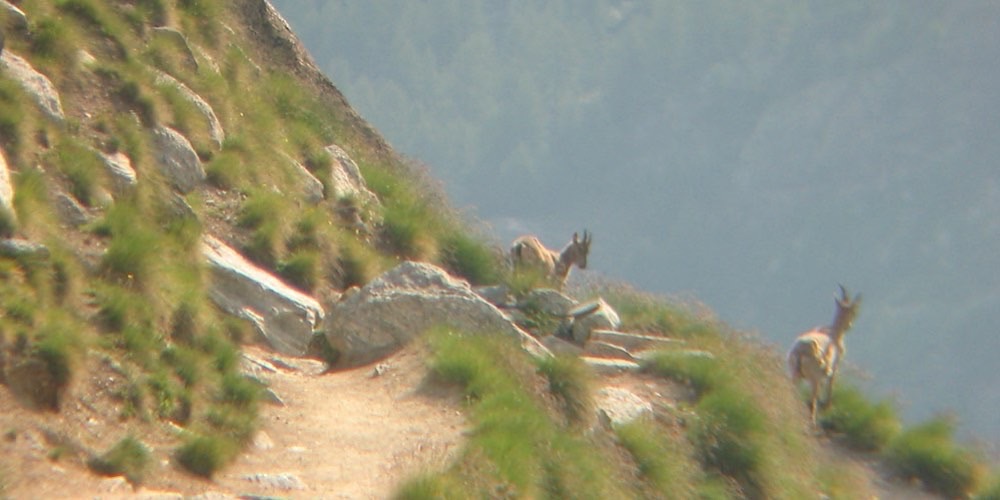 Stambecco alpino (Capra ibex)