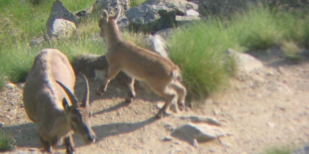 Stambecco alpino (Capra ibex)