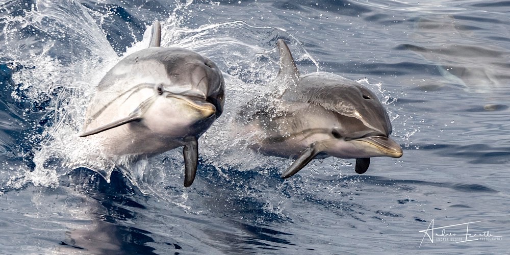 Stenella striata (Stenella coeruleoalba), foto di esempio dell'animale.