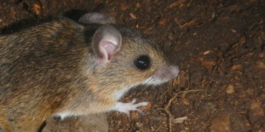 Topo selvatico (Apodemus sylvaticus), foto di esempio dell'animale.