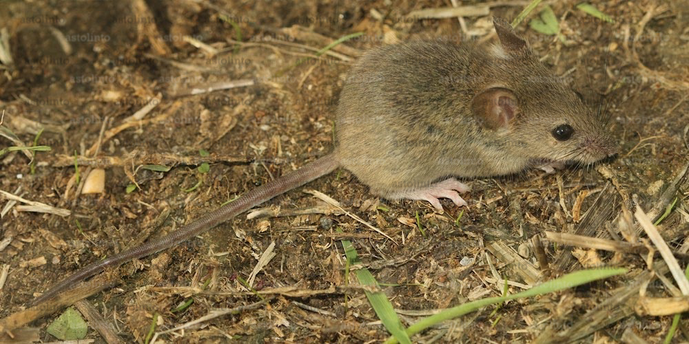 Topolino delle case (Mus musculus), foto di esempio dell'animale.