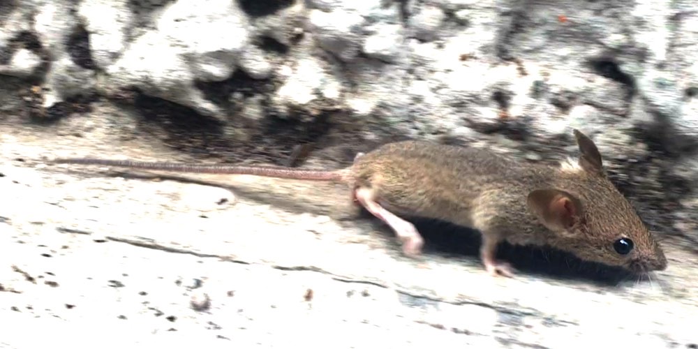 Topolino delle case (Mus musculus)