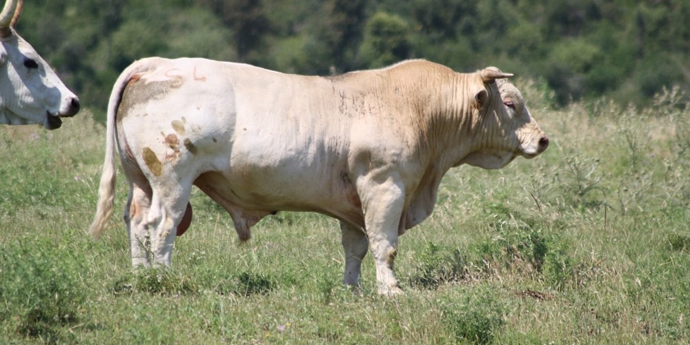 Toro (Bos taurus), foto di esempio dell'animale.