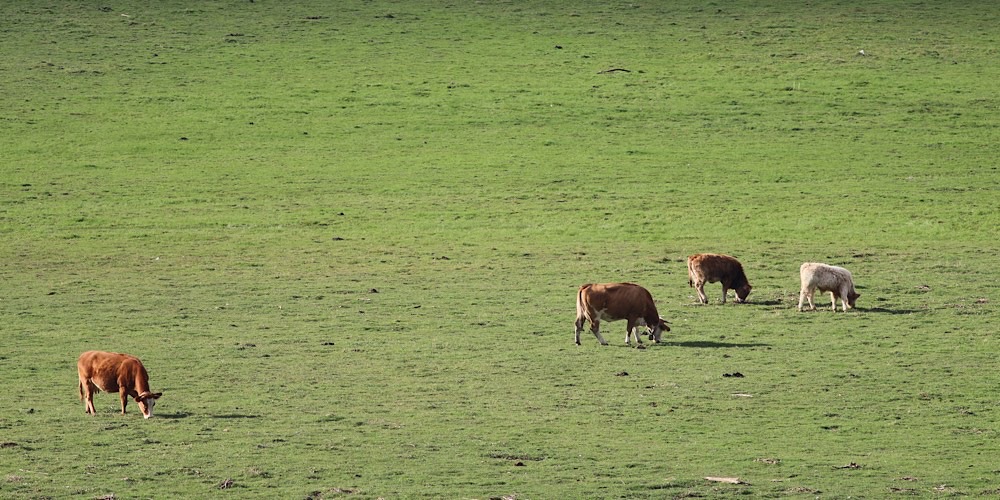 Toro (Bos taurus)