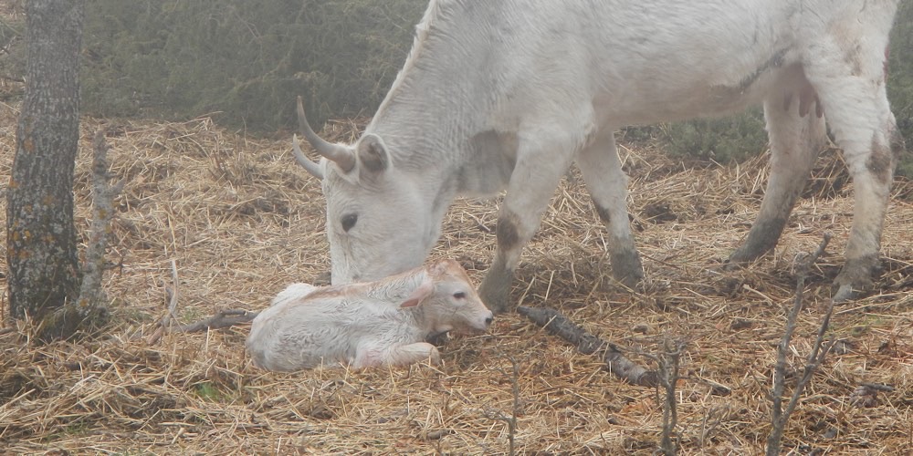 Toro (Bos taurus)