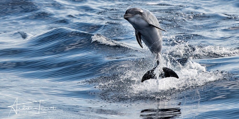 Tursiope (Tursiops truncatus), foto di esempio dell'animale.