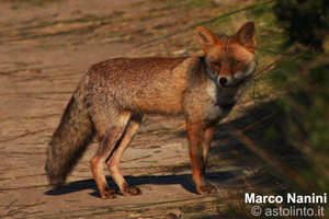 Volpe rossa (Vulpes vulpes), foto di esempio dell'animale.