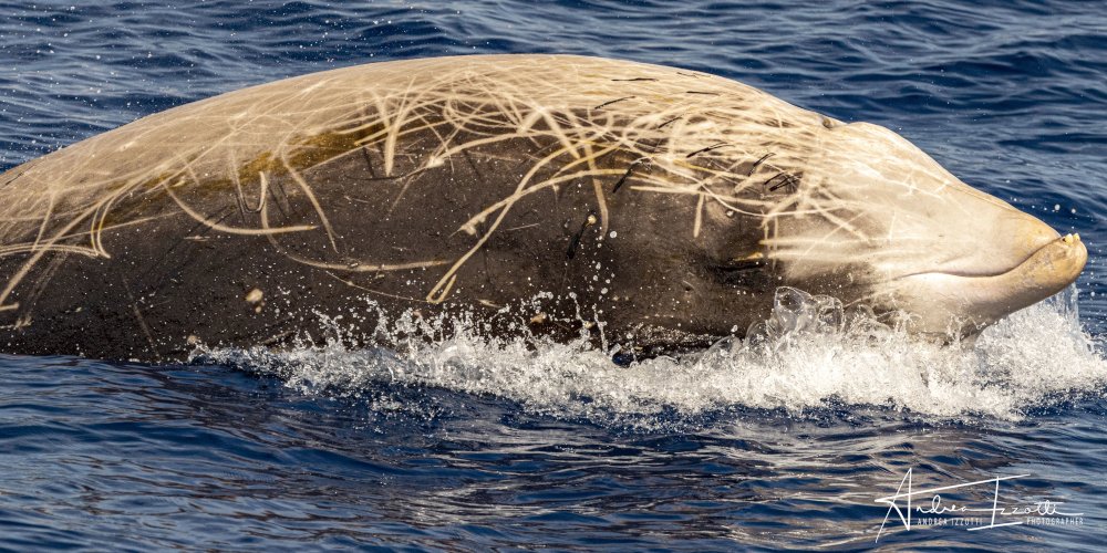Zifio (Ziphius cavirostris), foto di esempio dell'animale.