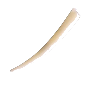 Scafopodi, Scafopoda