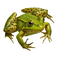 Anfibi specie e caratteristiche