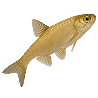 PESCI specie e caratteristiche