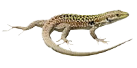 RETTILI specie e caratteristiche