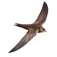 Uccelli specie e caratteristiche