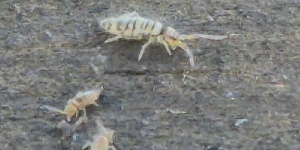 Entomobrya multifasciata (Collembolo a fasce), foto di esempio dell'animale.