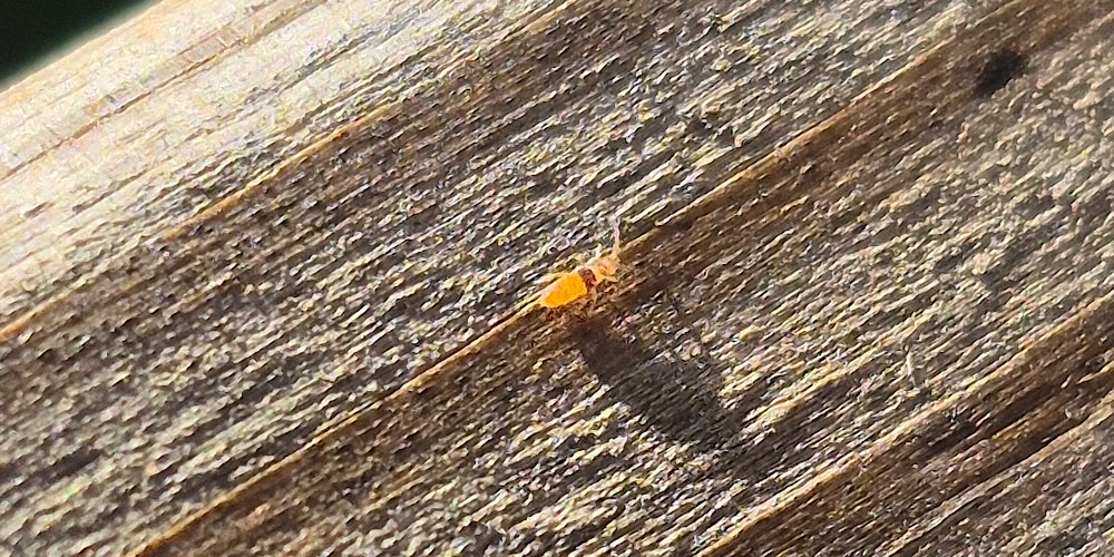 Entomobrya nigrocincta (Collembolo dalla cintura nera), foto di esempio dell'animale.