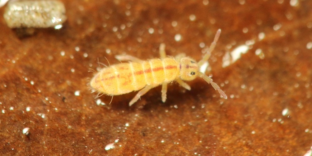 Isotomurus palustris (Collembolo di palude), foto di esempio dell'animale.