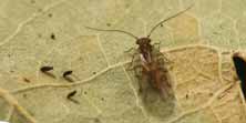 Ectoscopo comune*, foto