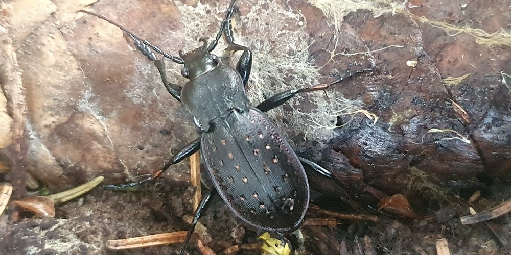 Carabus hortensis (Carabo degli orti), foto di esempio dell'animale.