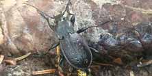Carabus hortensis, foto