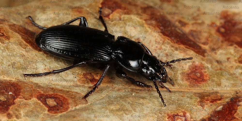 Pterostichus melanarius (Pterostico della pioggia), foto di esempio dell'animale.