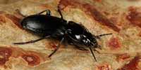 Pterostichus melanarius, foto