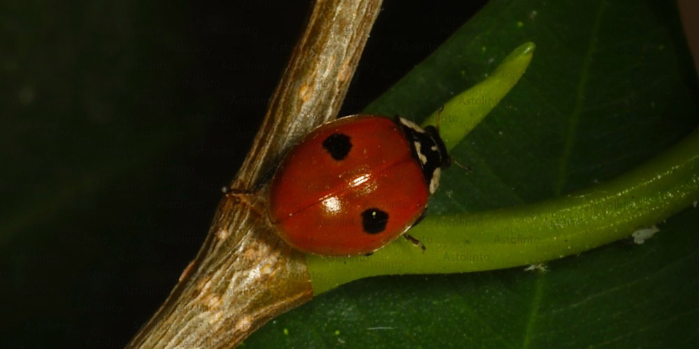 Coccinella a 2 punti (Adalia bipunctata ), foto di esempio dell'animale.