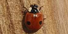 Coccinella a 2 punti, foto